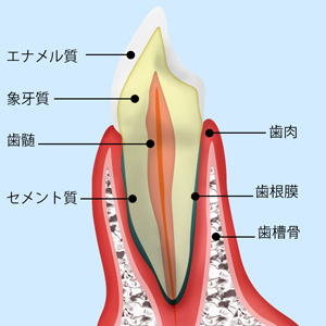 歯と歯ぐきの役割について